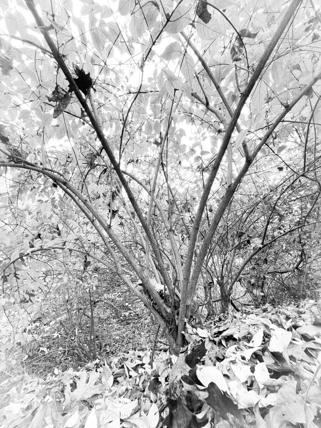 The Wild – PrOjEcT Twenty-eight