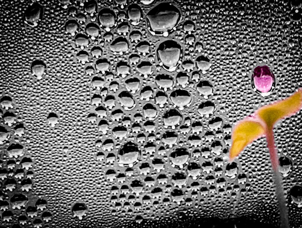 Water droplets behind a seedling pepper plant.