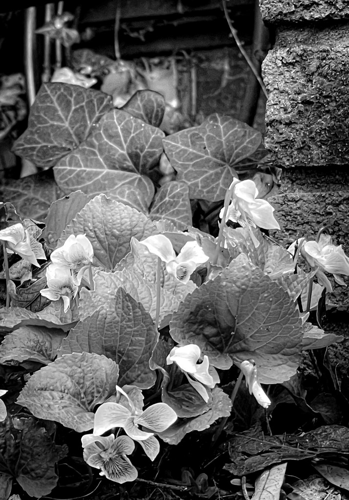 violets, black and white