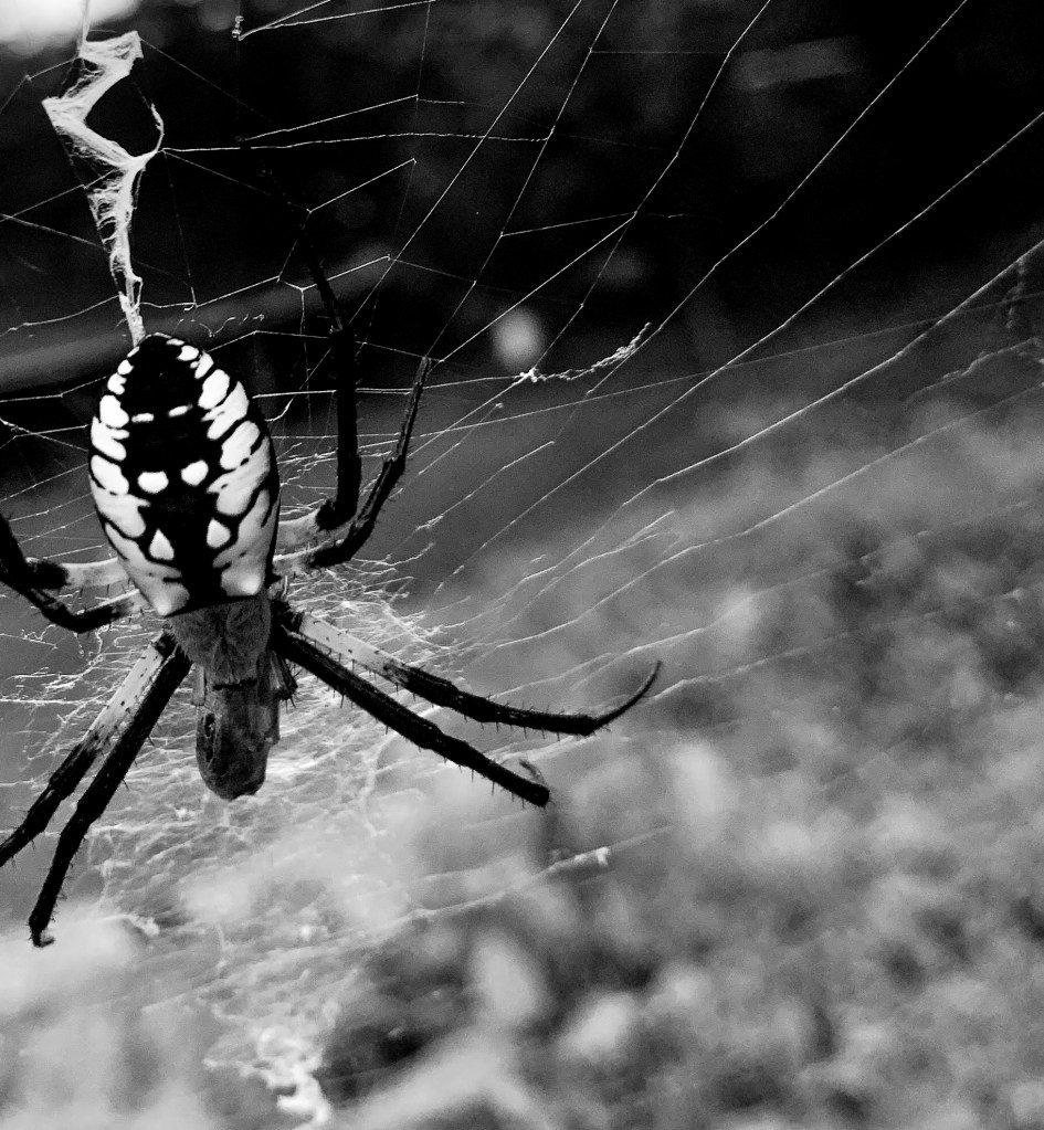Spider on web, black and white