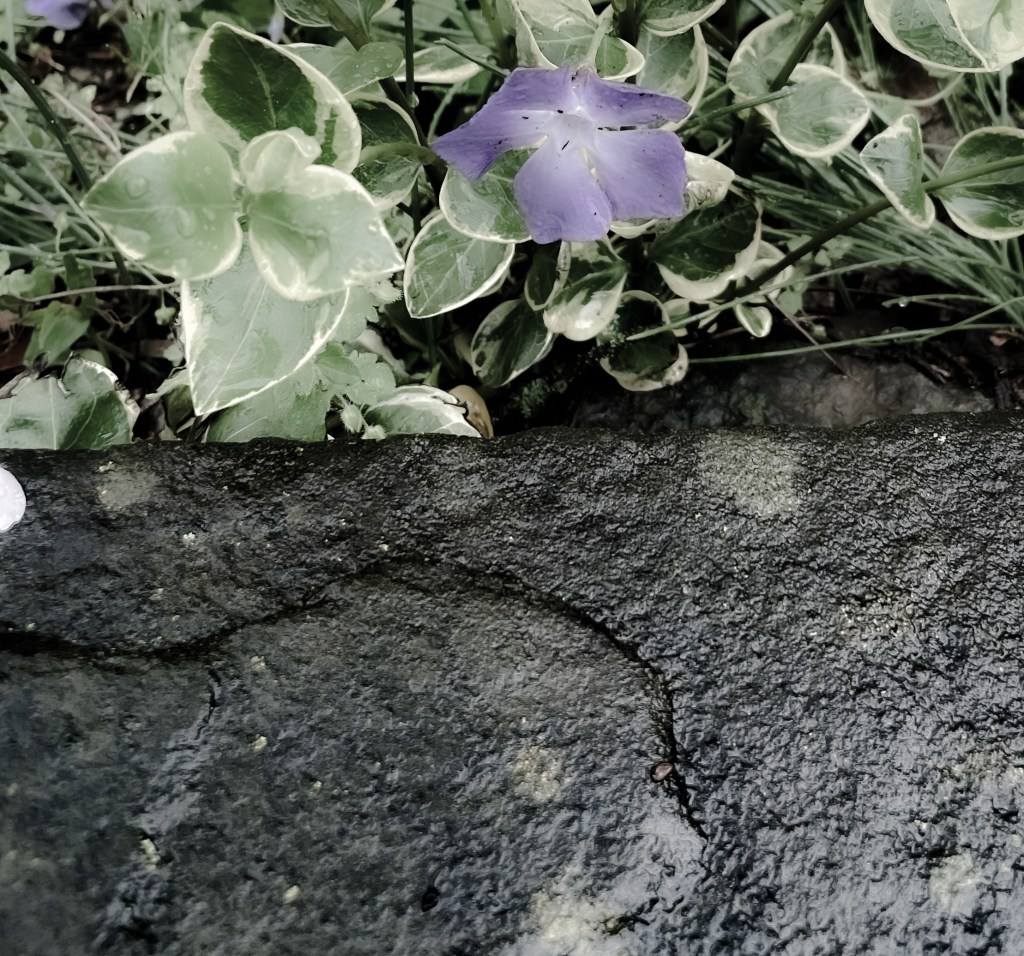 An image of a flower next to wet slate