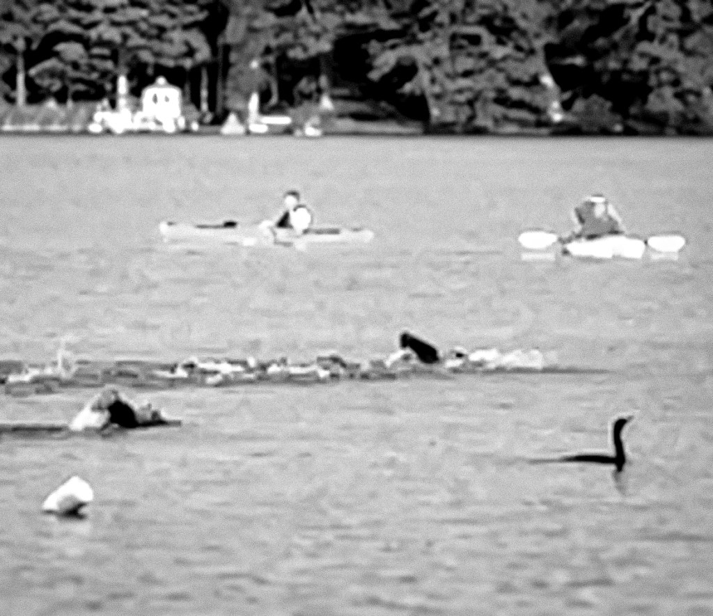 Open swimming during a triathlon
