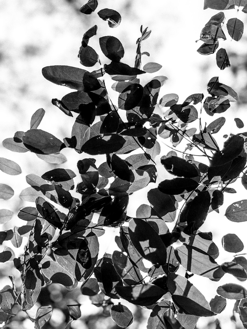 Pale fade arise moths&nbsp;dew