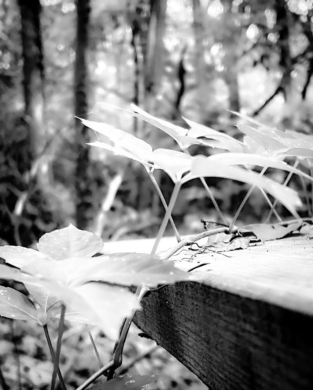 Chaos is on the&nbsp;counter