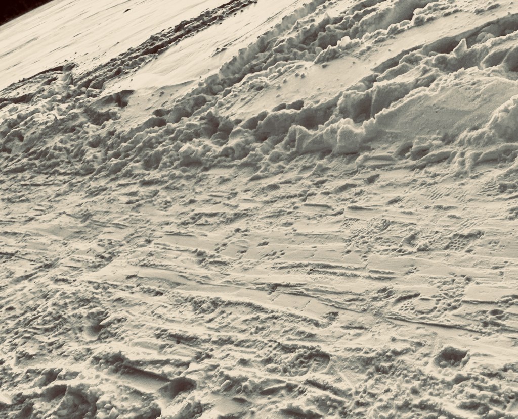 a walk in the woods this&nbsp;morn’