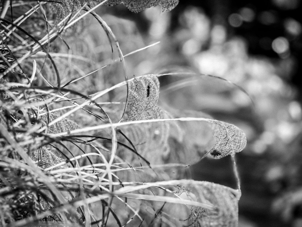 Rhyme Experimentation in Poetry: Insights from ‘The Rock is Me’